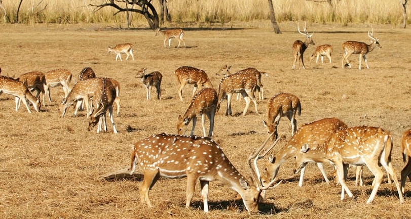 Sariska National Park near Jaipur