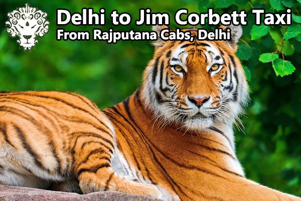 Delhi to Jim Corbett taxi