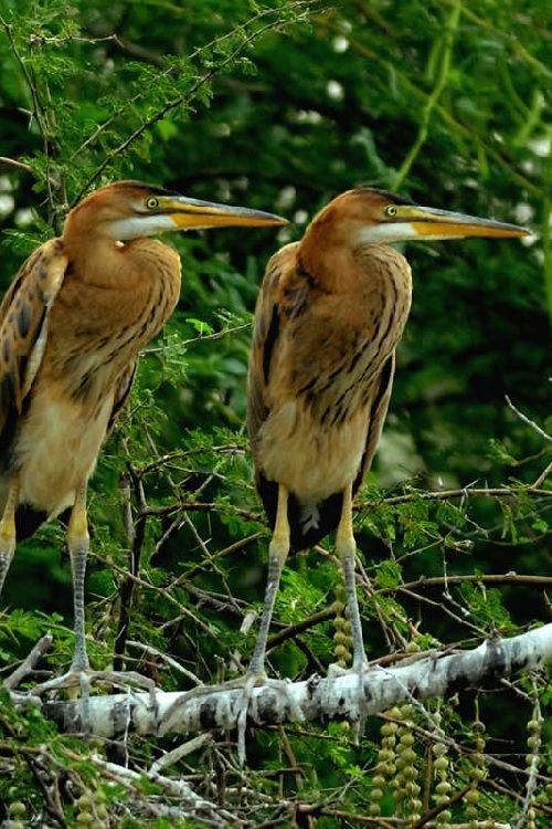 bharatpur bird sanctuary birds