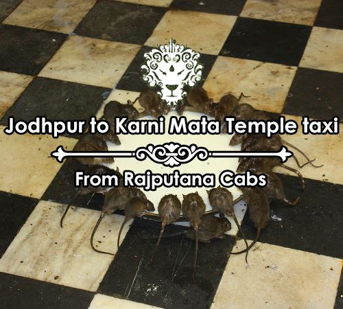 Visit Karni Mata Temple from Jodhpur