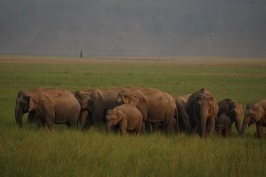 Elephants at Jim Corbett National Park