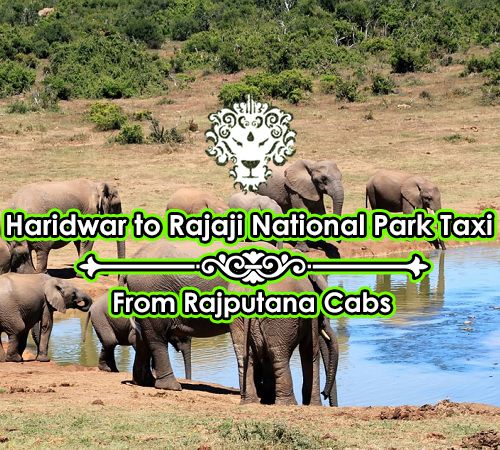 Haridwar to Rajaji National Park Taxi from Rajputana Cabs