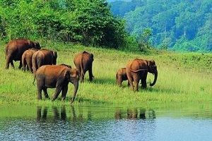 Rajaji National Park elephants