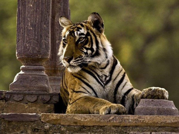 tiger at ranthambore national park