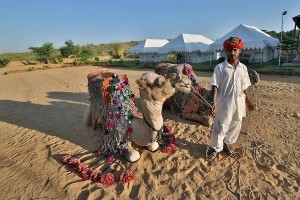 Camel at pushkar desert rj