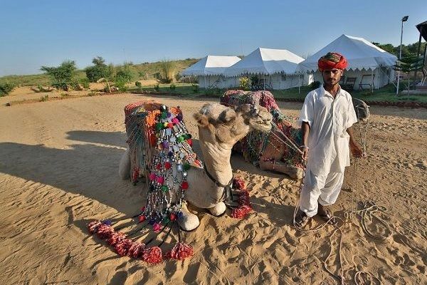 camel pushkar