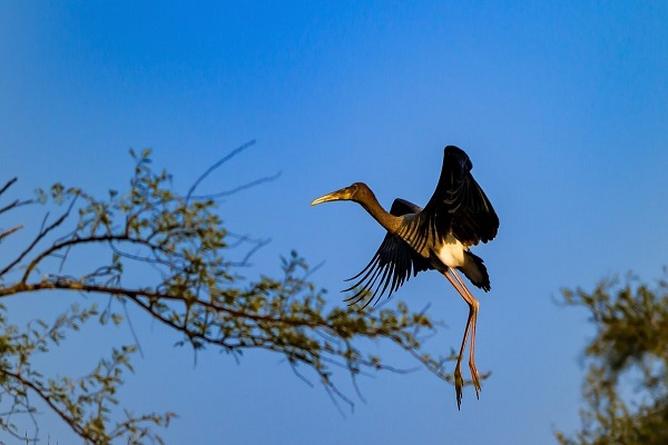 Bharatpur Bird Sanctuary, Bharatpur, RJ