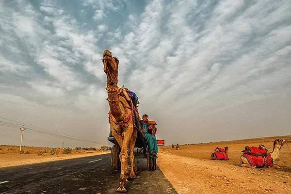 camel safari jaisalmer rc