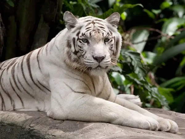 white tiger mysore zoo