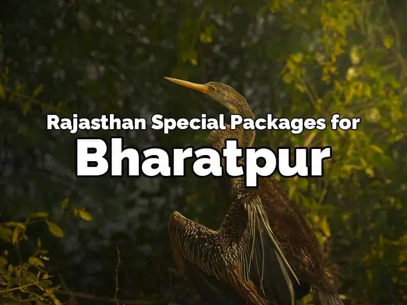 rajasthan special bharatpur tour packages