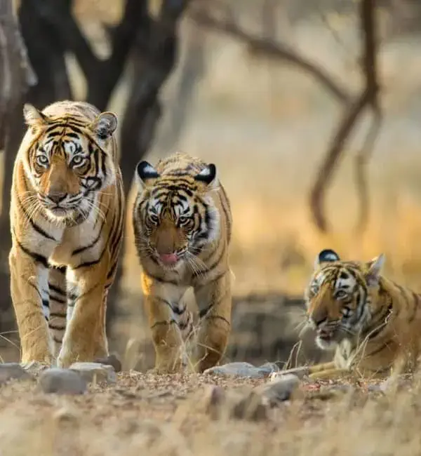 tiger at national park rj