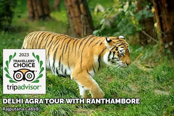 delhi agra tour package with ranthambore