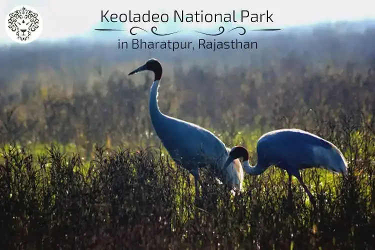 Keoladeo National Park bharatpur rajasthan